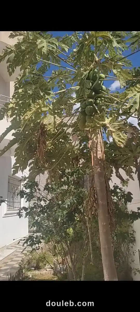 Maison rdc kelibia - Miniature 5