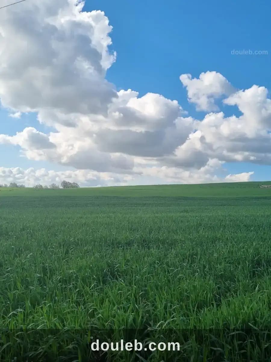 Terrain agricole à zouaouine utique - Photo 1
