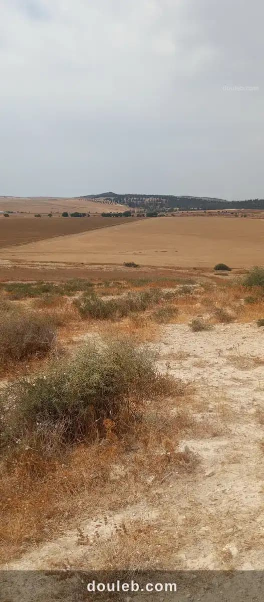 Terrain mejez el bab - Miniature 2