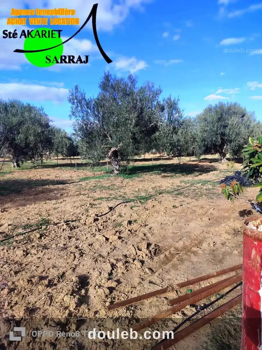 Senia 2 hectares et 3720m à kalaa kebira baloum - Miniature 2