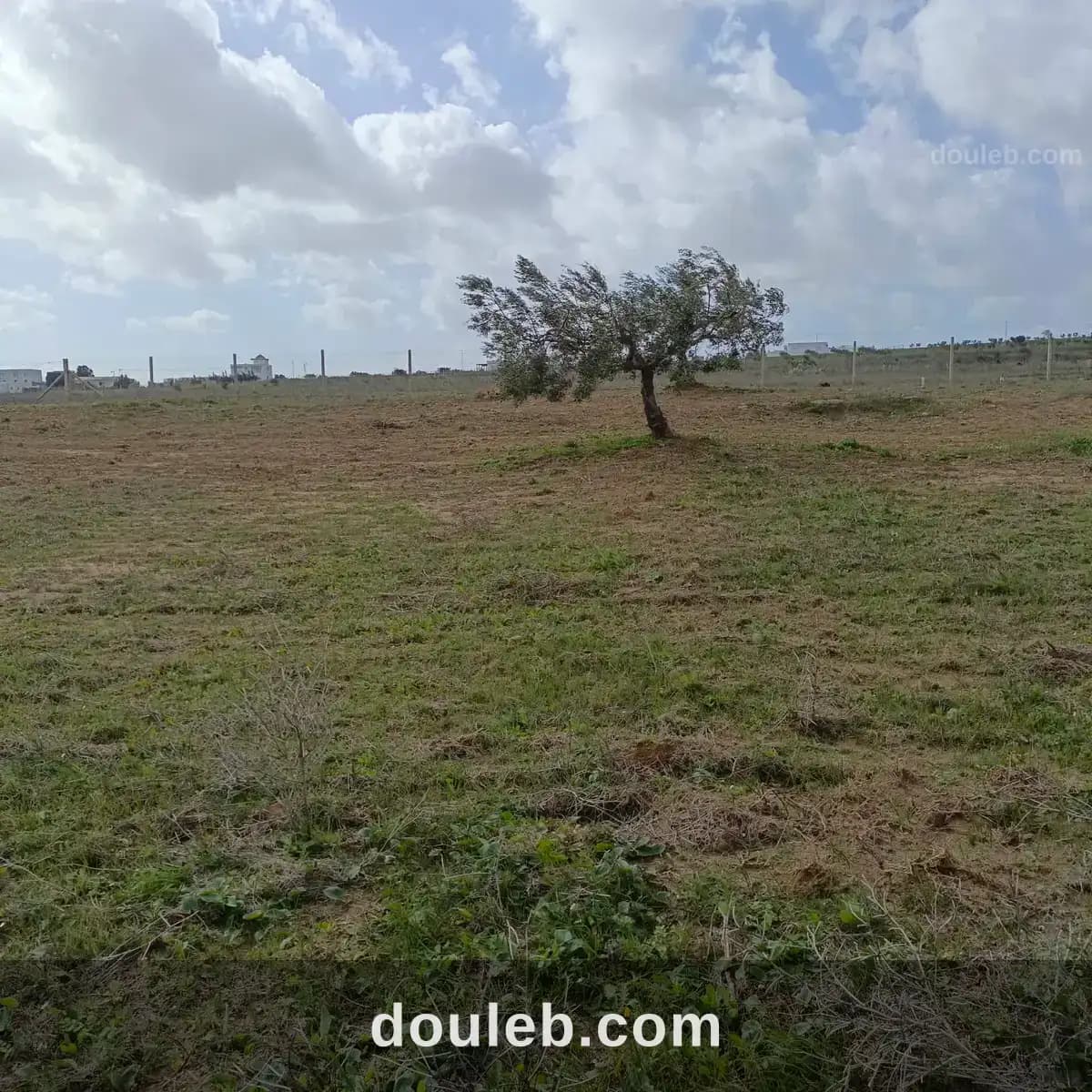 Av 9000m avec 26 oliviers à hammamet - Miniature 2