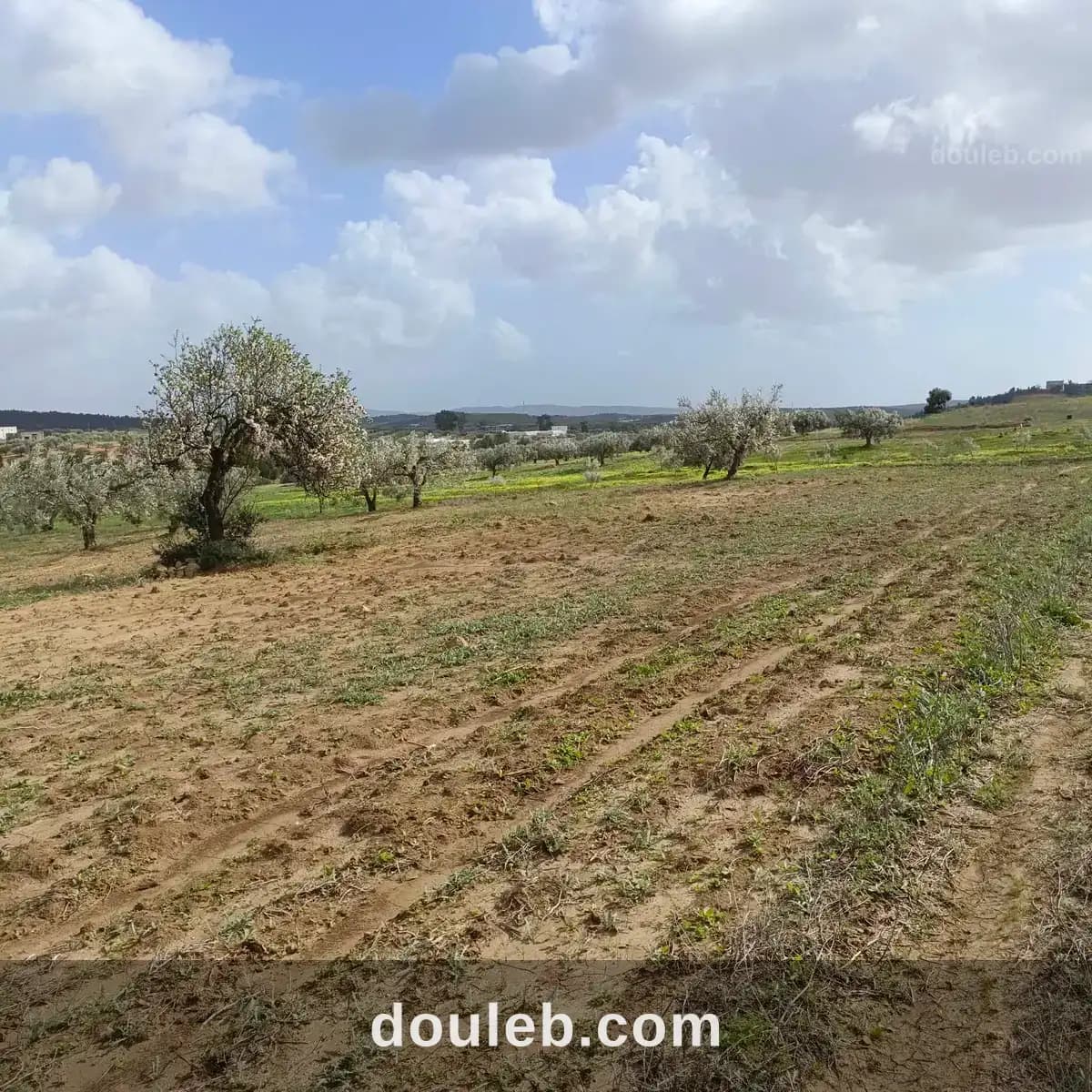 Av 9000m avec 26 oliviers à hammamet - Miniature 3