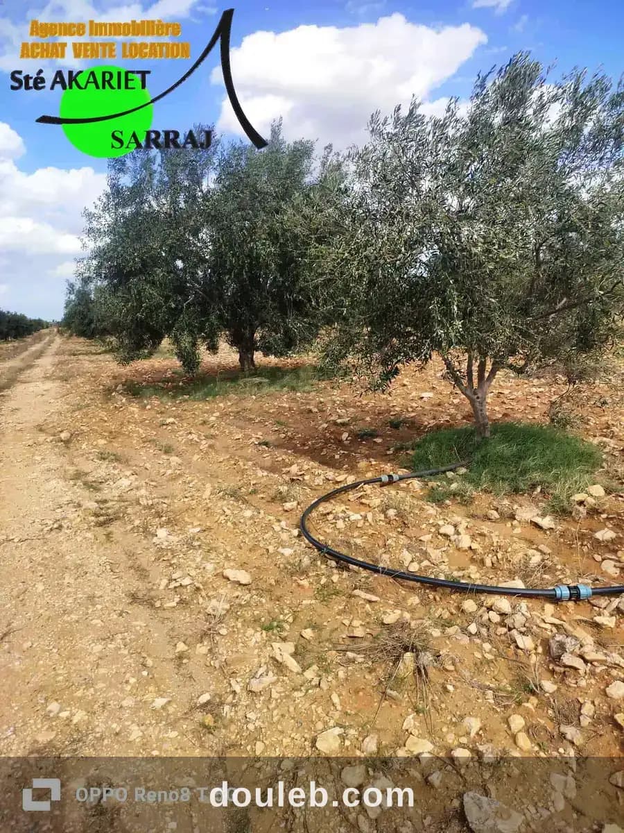 Senia 8 hectares et 6000m à kalaa kebira el kraria - Miniature 2