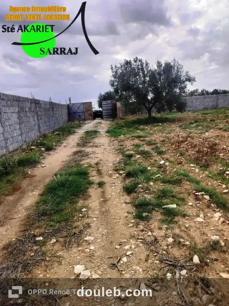 Senia 8 hectares et 6000m à kalaa kebira el kraria - Miniature 3