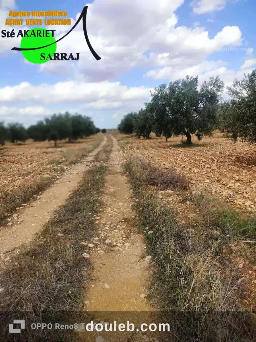 Senia 8 hectares et 6000m à kalaa kebira el kraria - Miniature 5