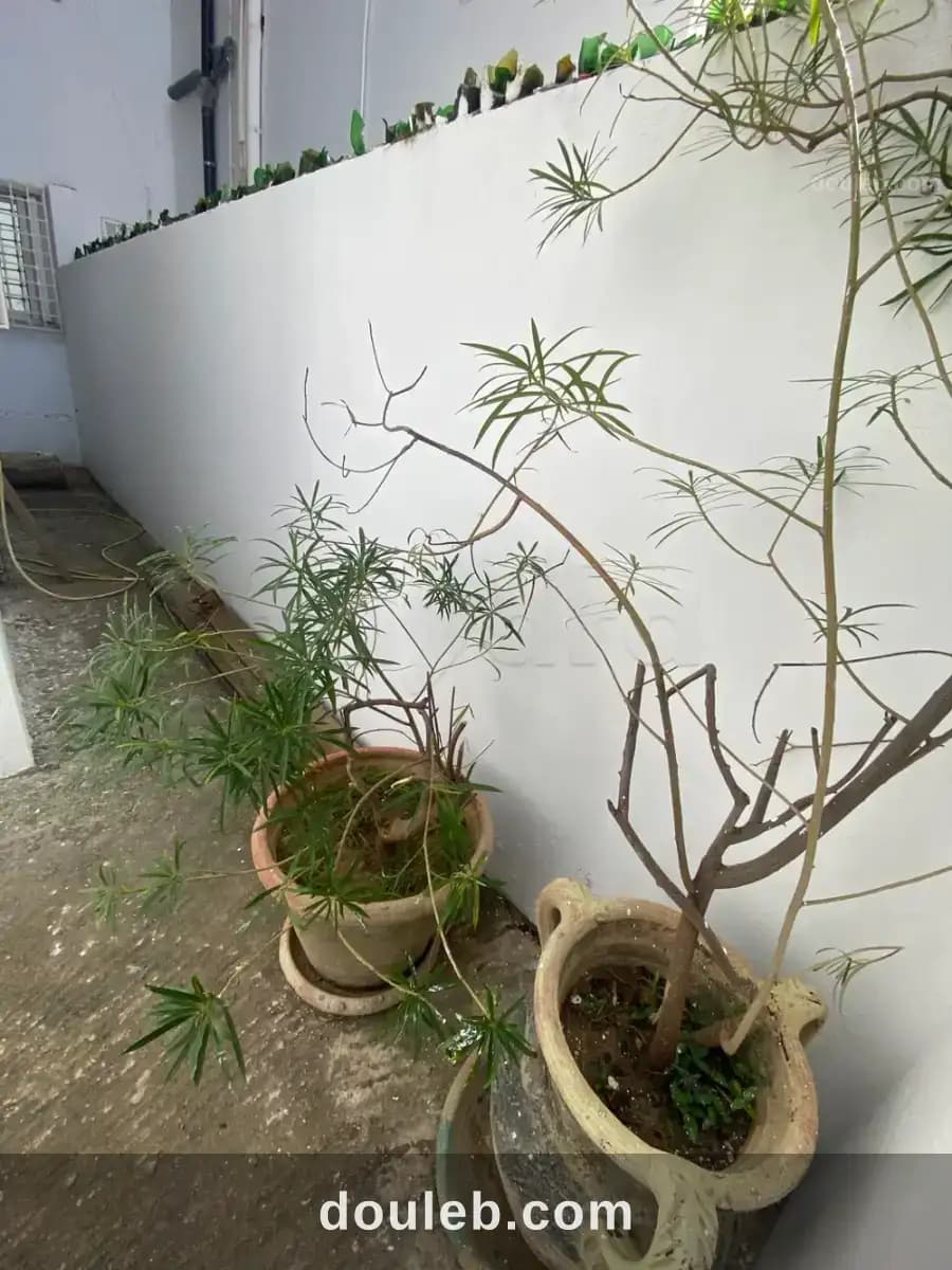 S plus 3 avec petit jardin et place de voiture - Photo 1