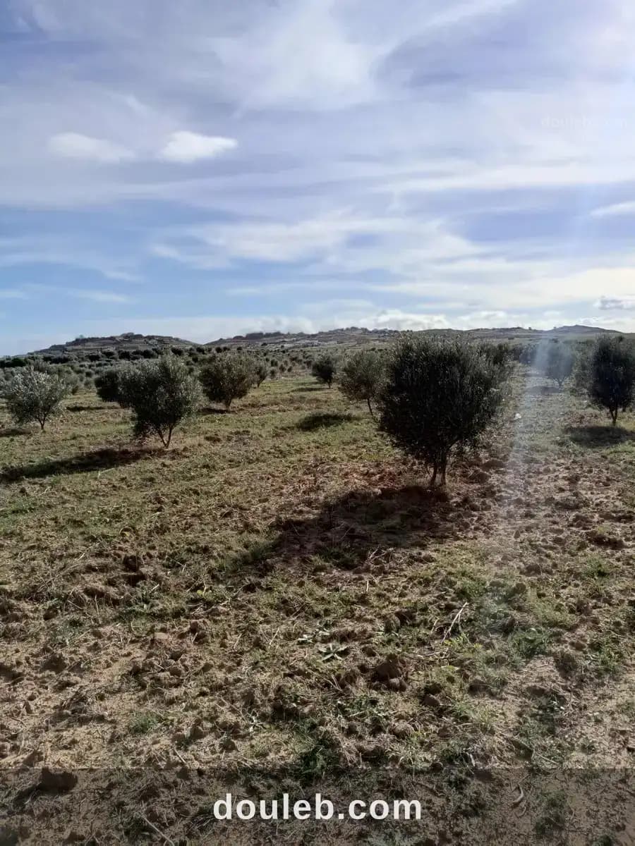 Av 3000m à hammamet sud - Miniature 2