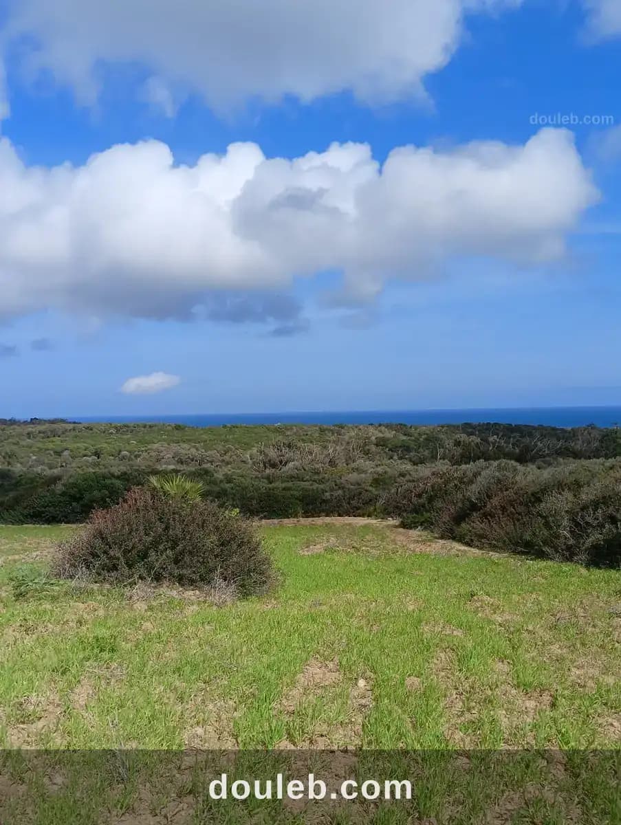 Terrain a tamzarat - Photo 1