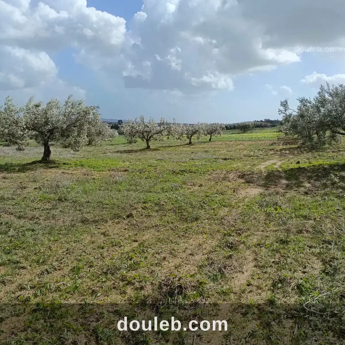 Av terrain de 4500m à hammamet - Photo 1