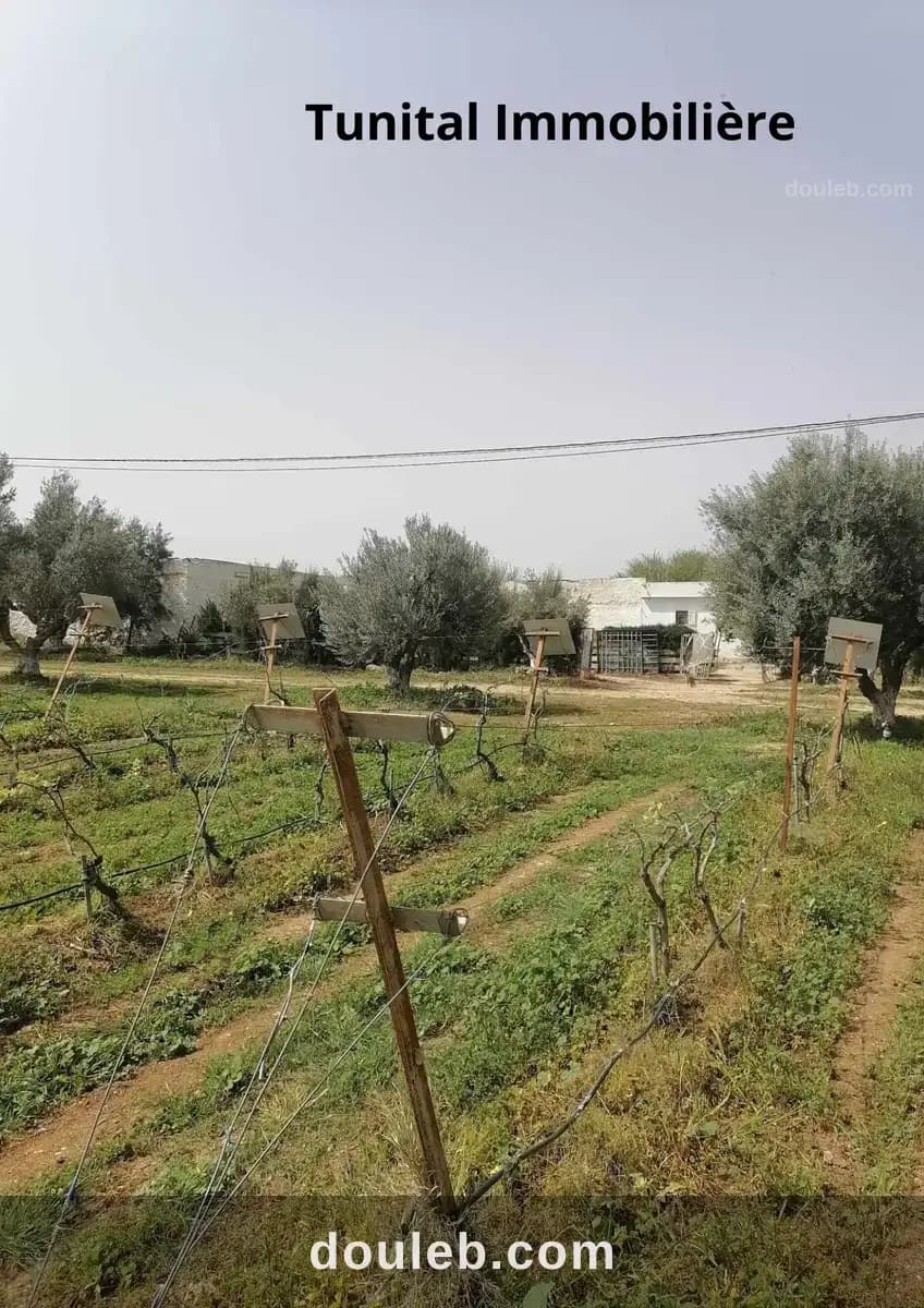 Ferme à manouba - Photo 1