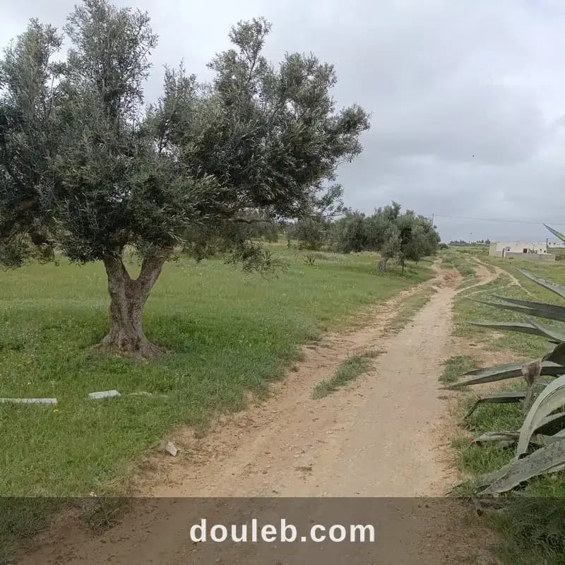Bonne affaire 290m a 28 md à hamammet sud - Photo 1