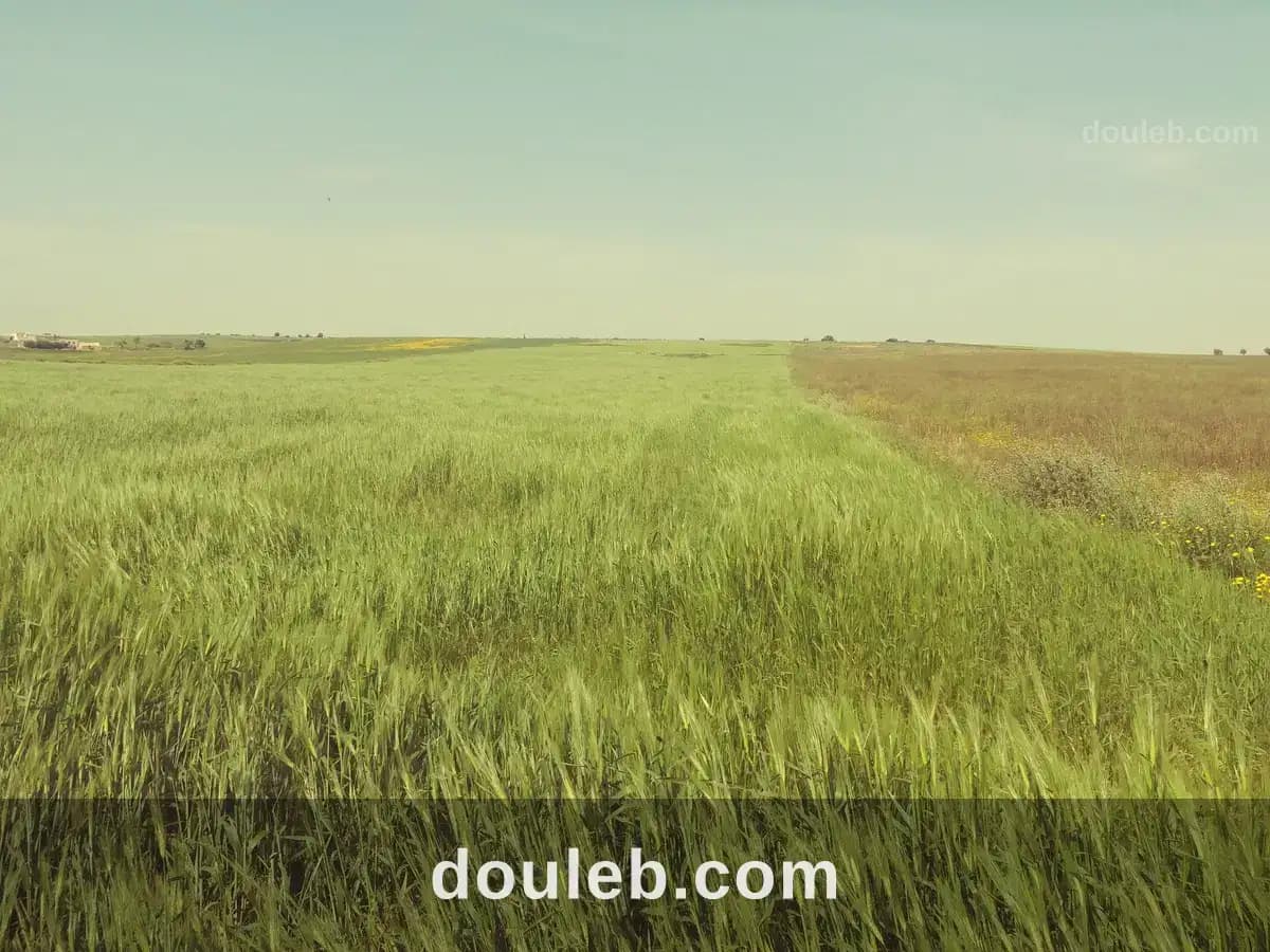 5 hectares terrain agricole nu - Photo 1