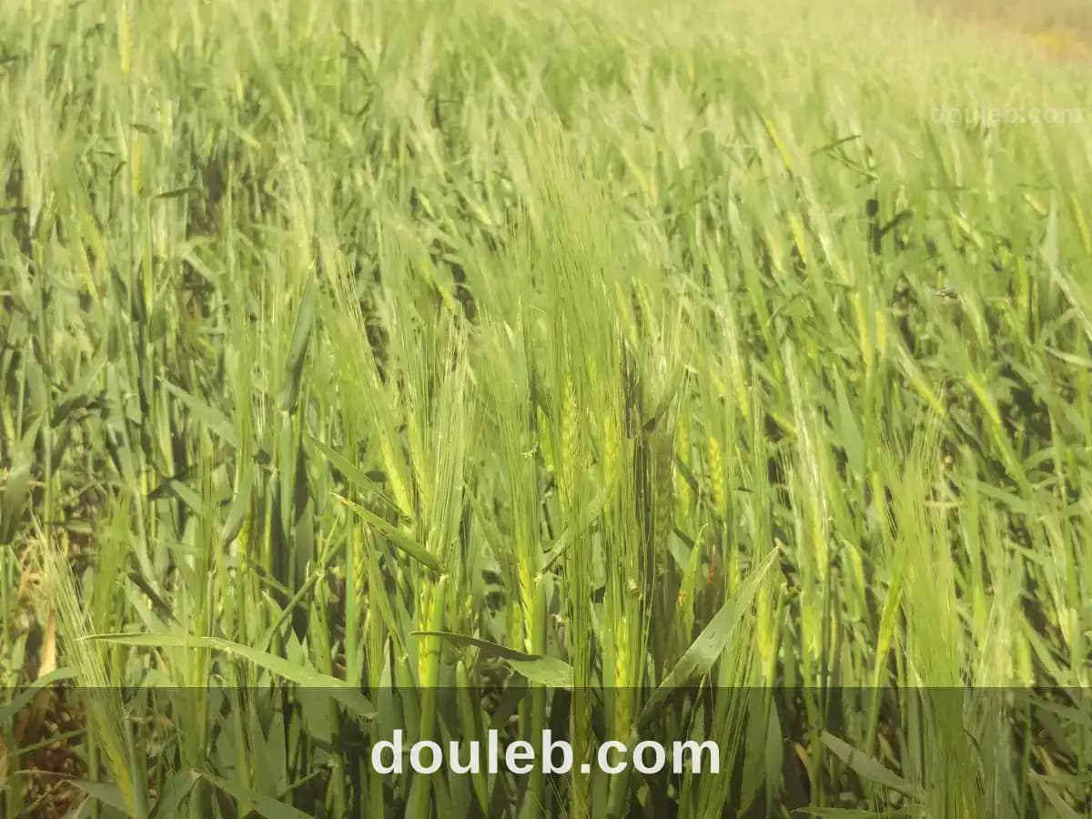5 hectares terrain agricole nu - Miniature 3