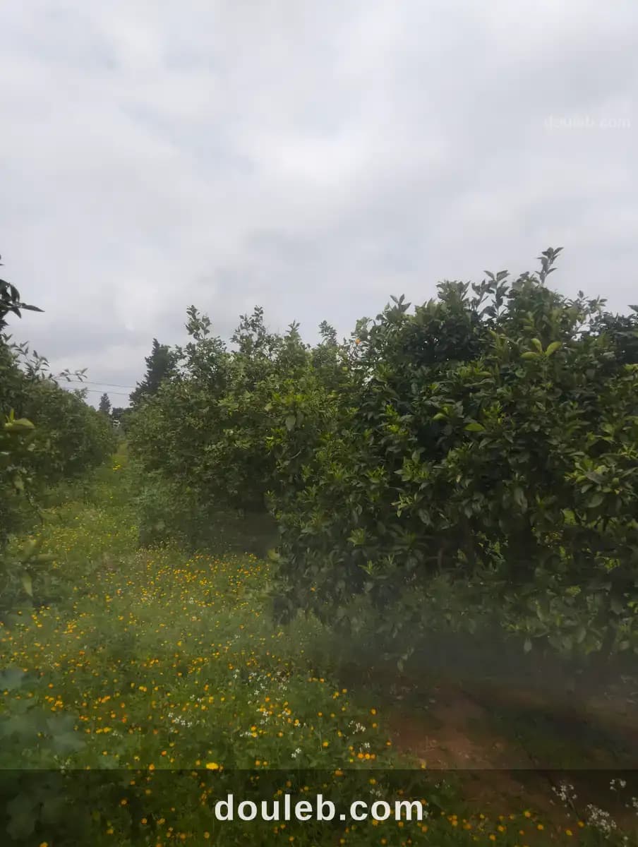 Terrain agricole - Miniature 3