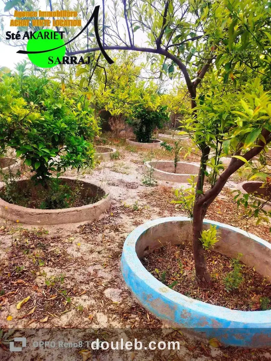 Senia cloturé 2 hectares à kalaa kebira baloum - Miniature 5