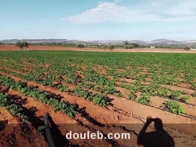 Terres irriguées - Photo 1