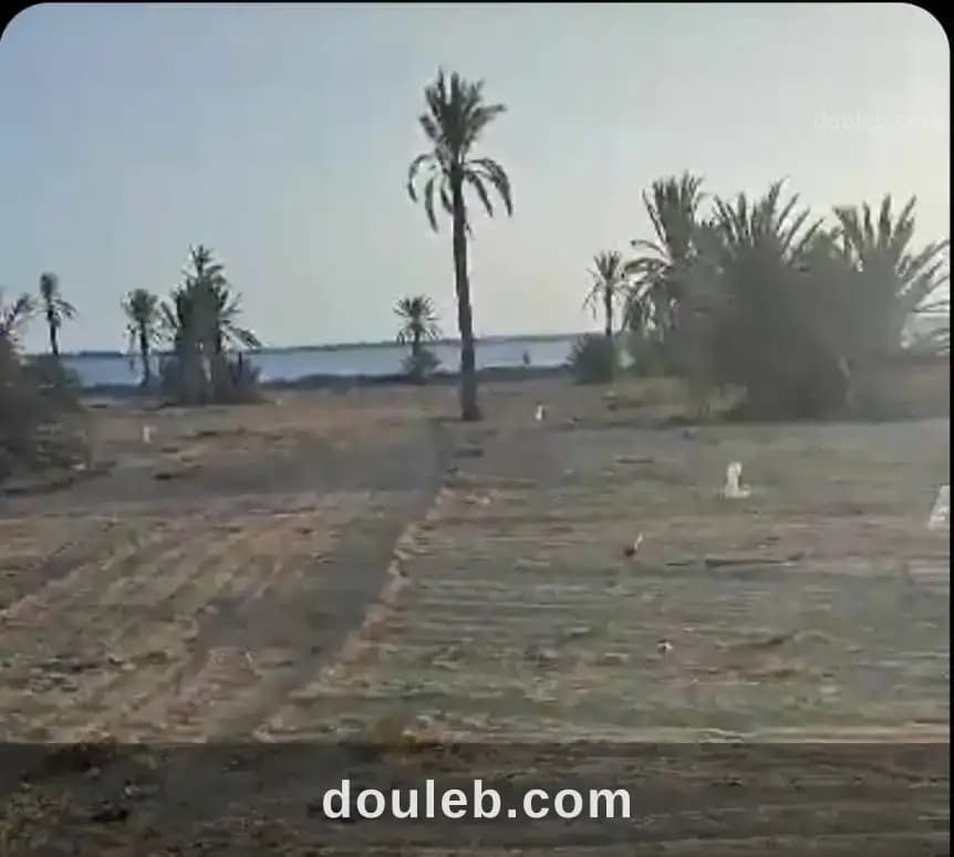 Lots de terrains à sidi fradj kerkennah - Miniature 4