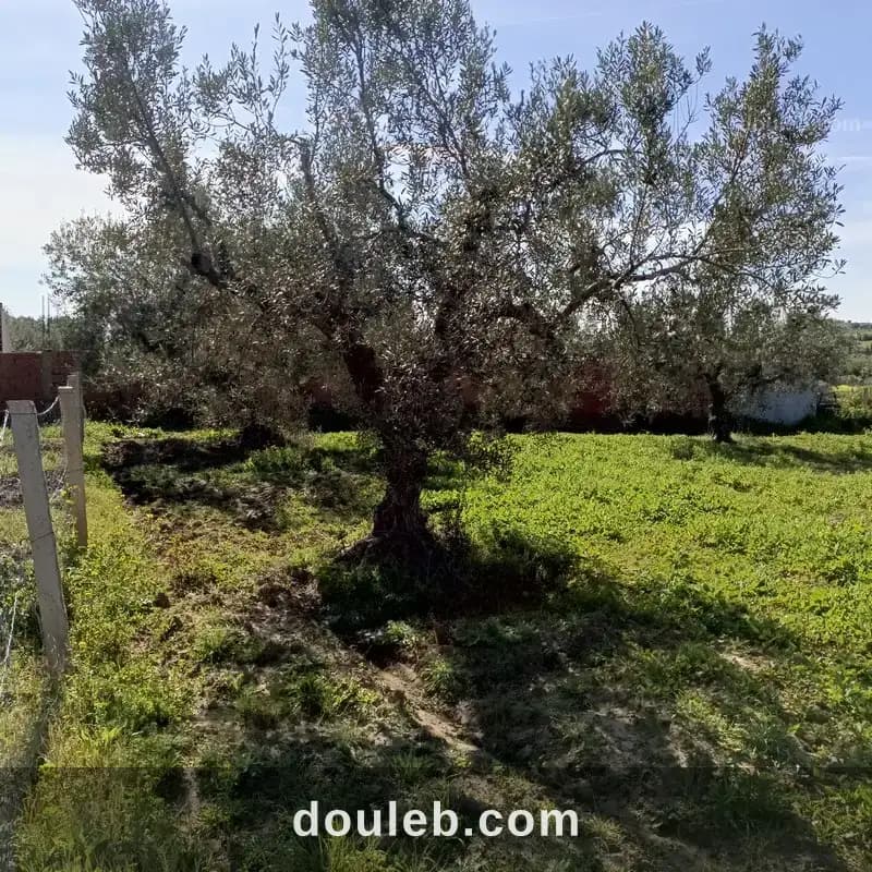 Av 1680m clôturé à hammamet - Photo 1