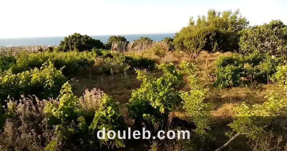 Terain de 3120 m2 a rafraf plage l'ahmeri - Photo 1
