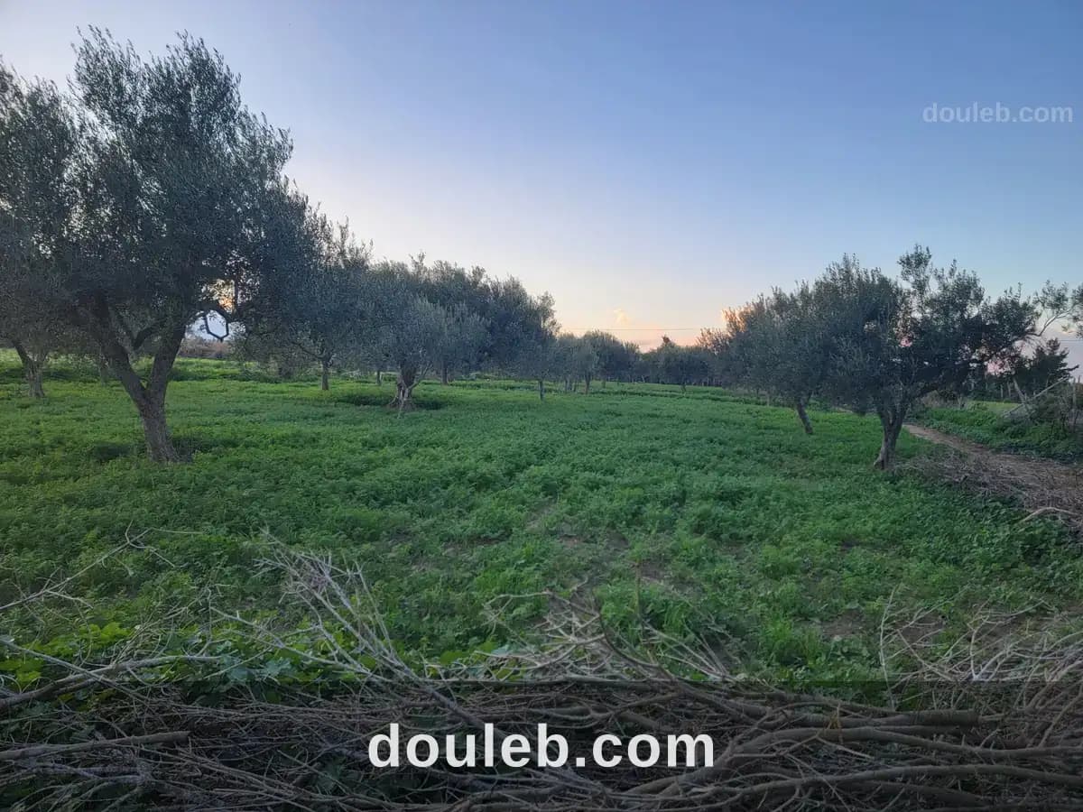 Terrain agricole - Photo 1