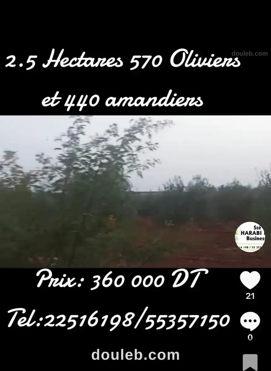 Terrain 570 oliviers et 440 amandiers - Photo 1