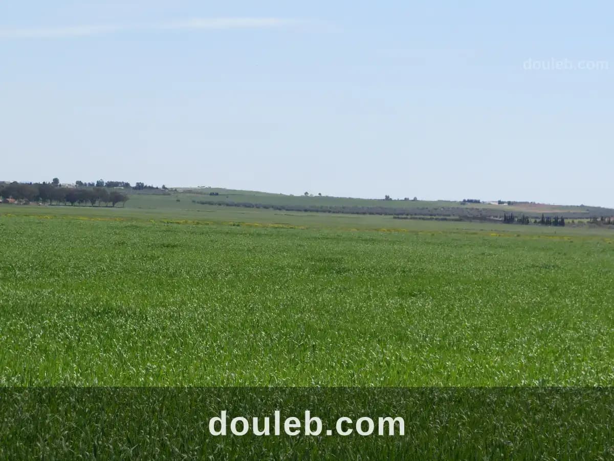 22 hectare terrain plat et fertile - Photo 1