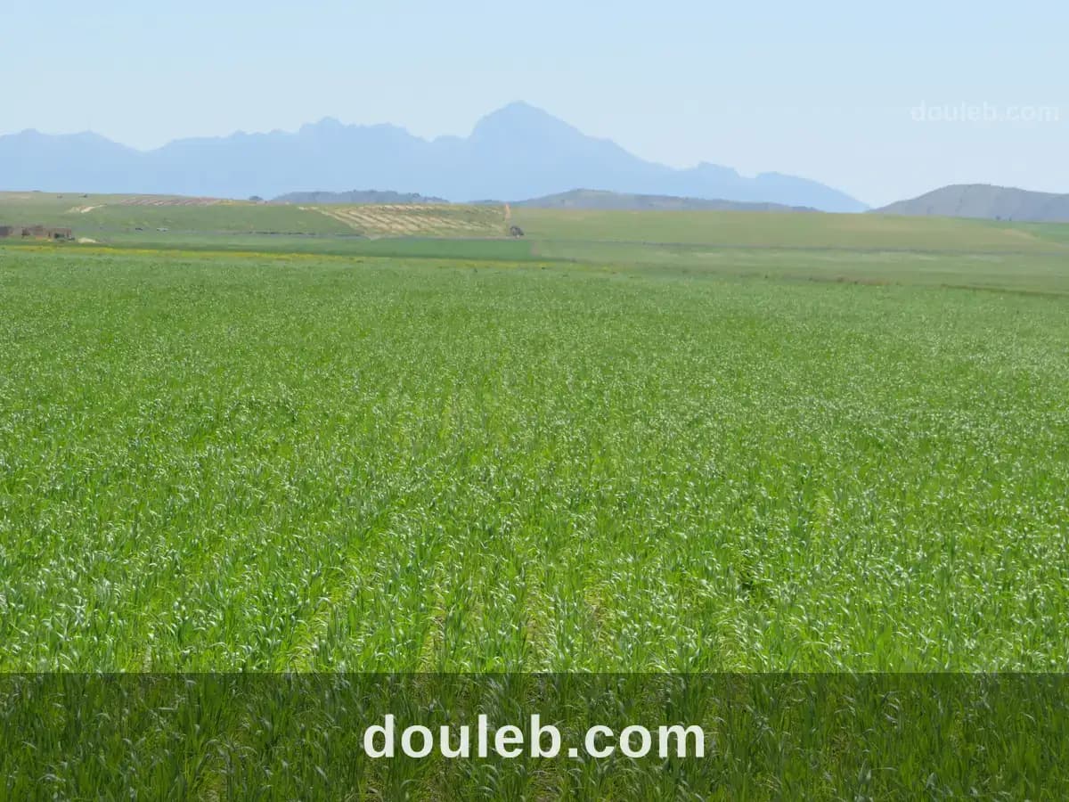 22 hectare terrain plat et fertile - Miniature 3
