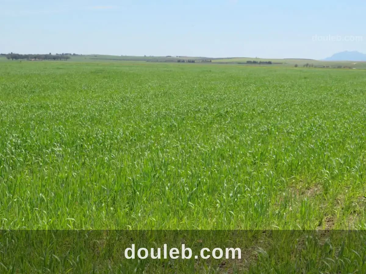 Excellente 22 hectares plat - Photo 1