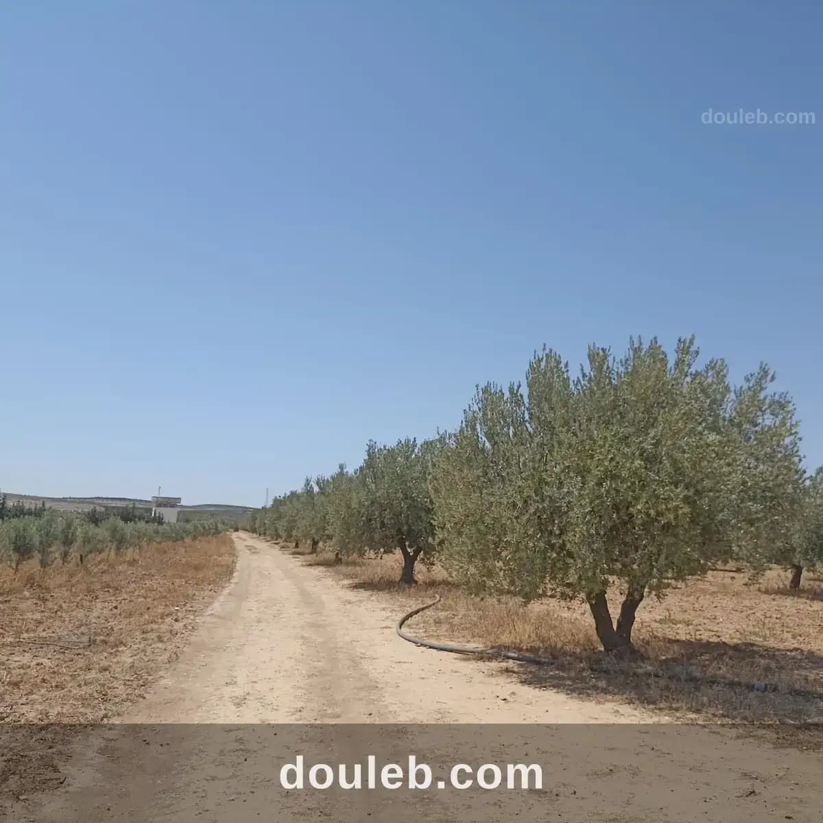 Ferme 65 km de tunis - Miniature 5