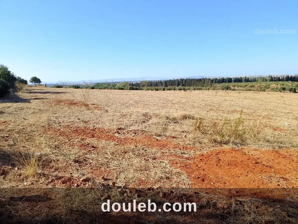 Terrain de 1 hectare à sidi thabet jabbes - Photo 1