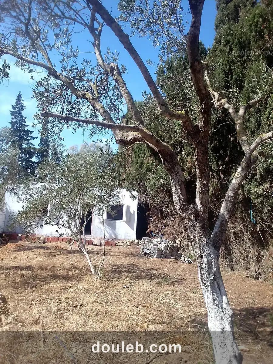 Maison s 2 terrain 310 m 2 route plage mami - Photo 1