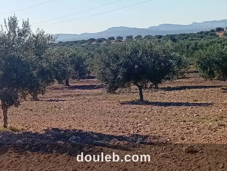 9 hectares zagouane - Photo 1