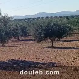 9 hectares zagouane - Miniature 2