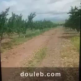 6 hectares goutte a goutte - Miniature 4