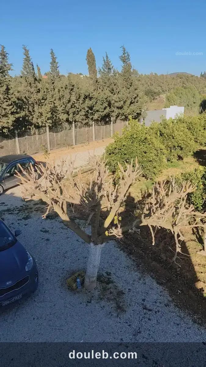 Belle petite ferme à menzel bouzelfa - Photo 1