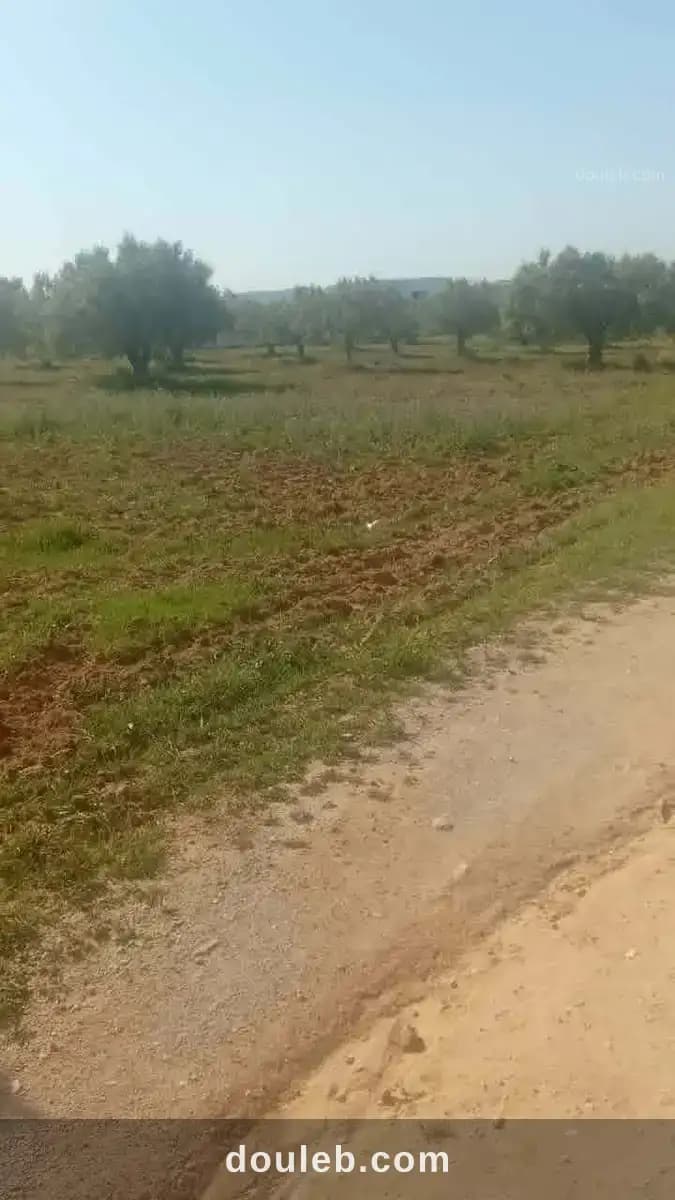 Beau terrain 1000m proche hammamet yasmine - Miniature 3