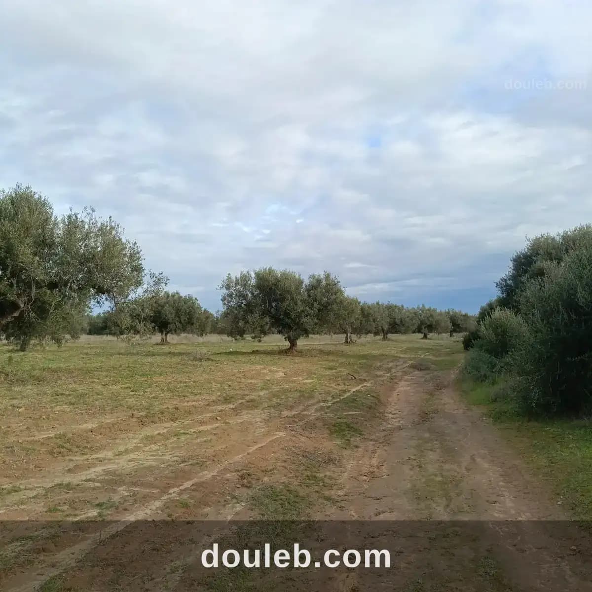 Av terrain 290m à hammamet sud - Photo 1