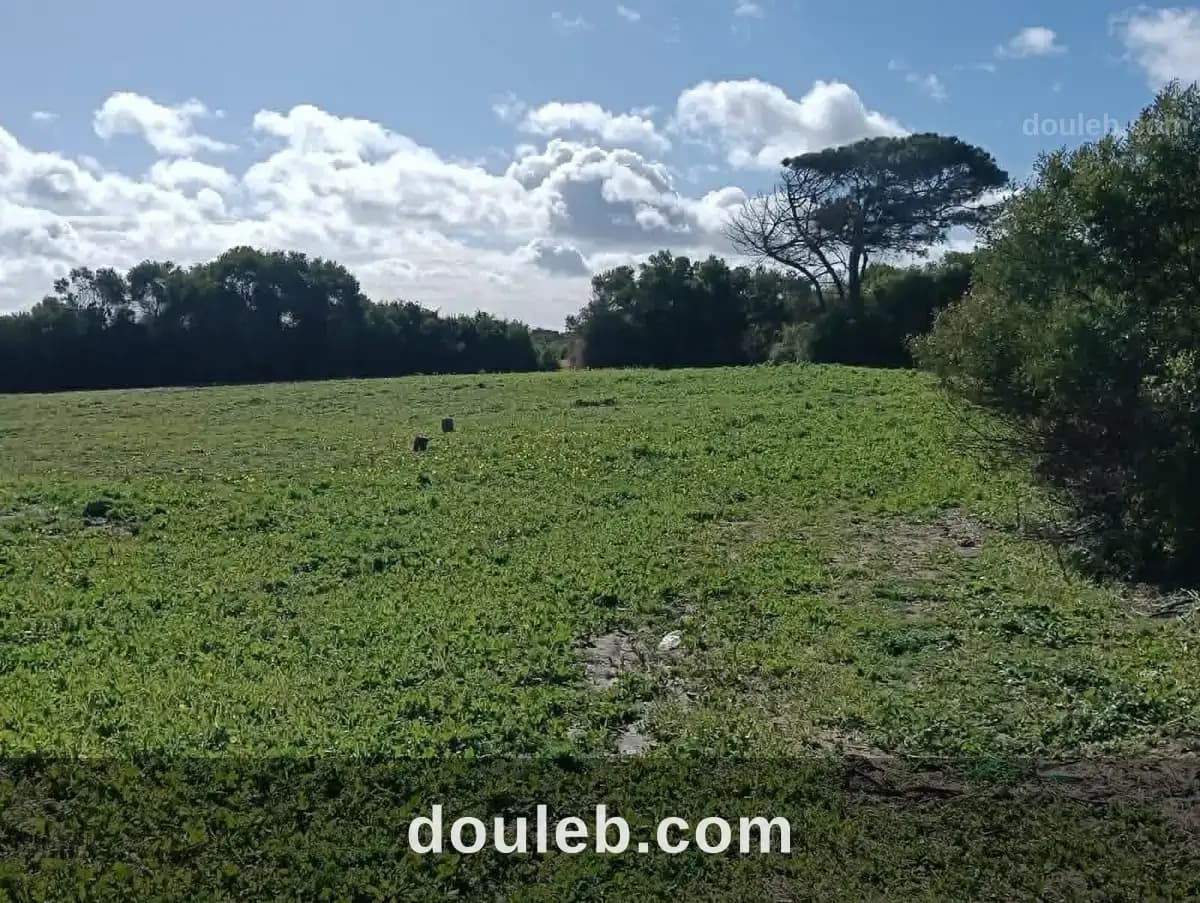 Terrain kerkouane - Photo 1
