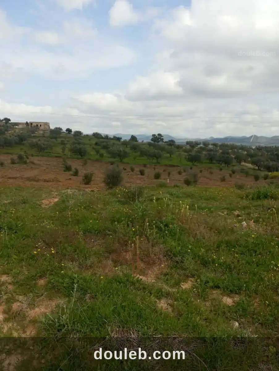 Av terrain 4100m avec oliviers à zaghouan - Miniature 2