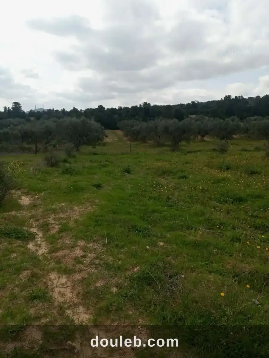 Av terrain 4100m avec oliviers à zaghouan - Miniature 3