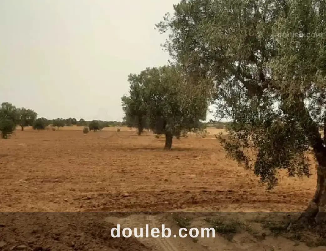 Boura elain km 23 - Miniature 2