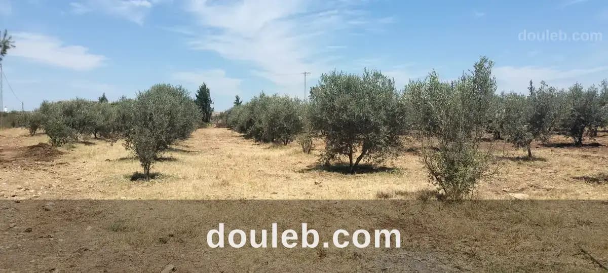 11hectares grenadiers et d'oliviers - Miniature 5