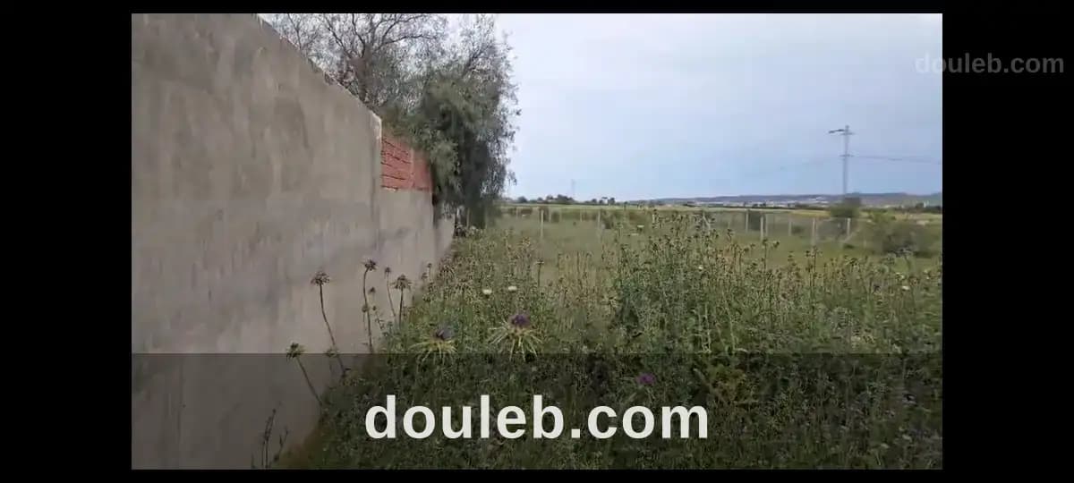 Un beau terrain situé à sidi younes - Miniature 4