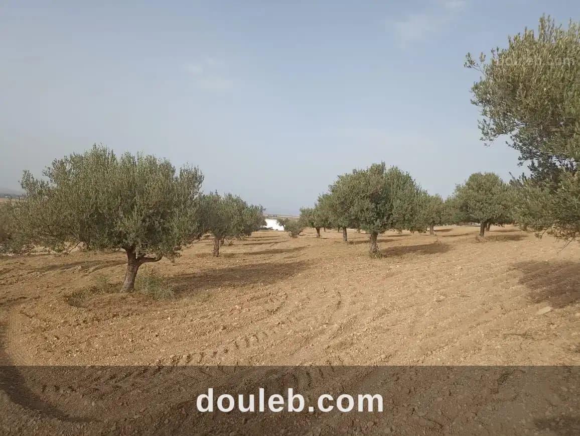 2 hectares 200 oliviers - Photo 1