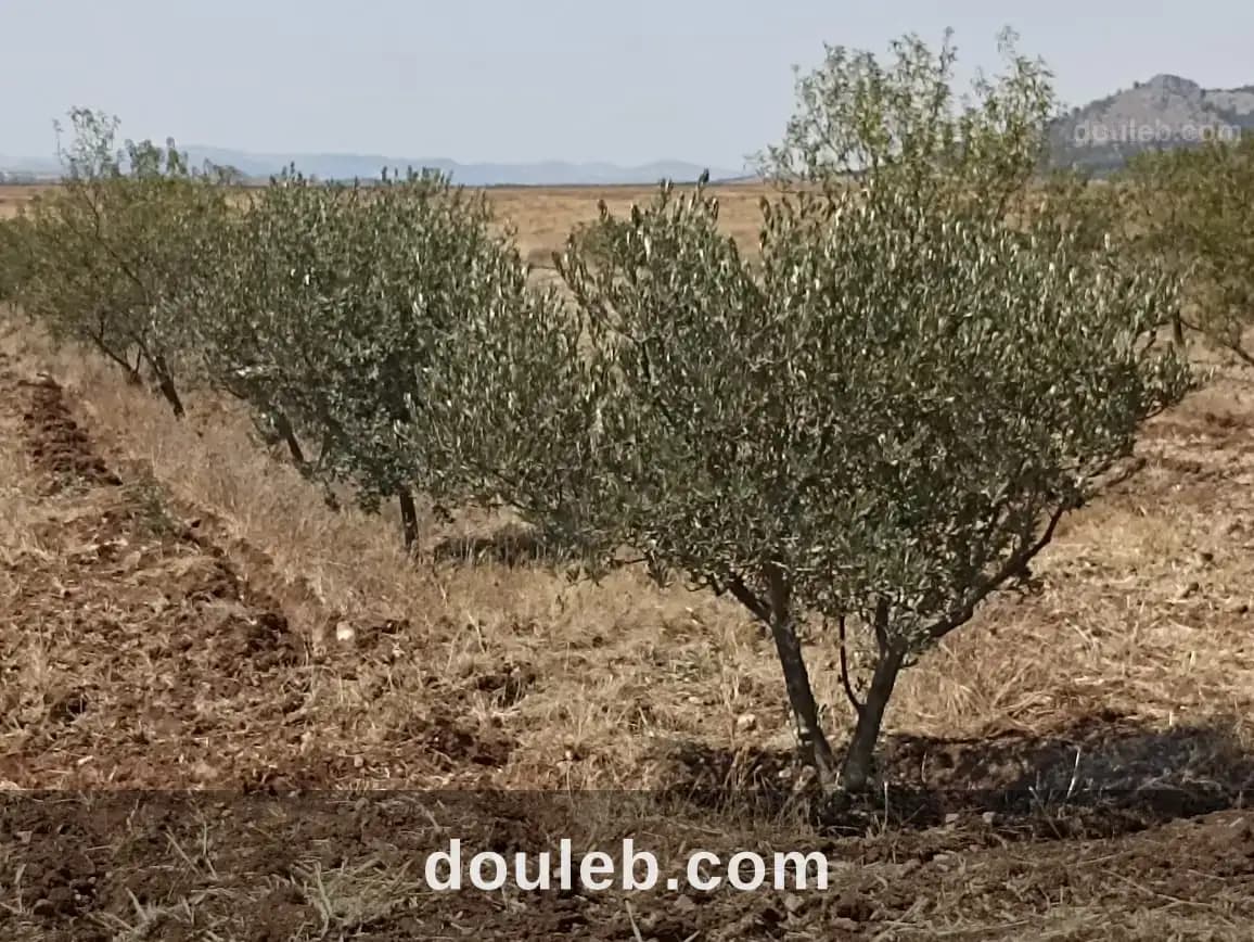 Petite ferme 47km de tunis - Miniature 5