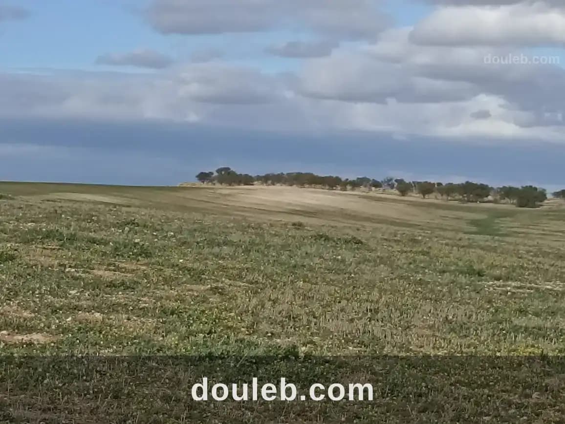 22 hectares 4 hectares d'oliviers 18 hectares nu - Miniature 2