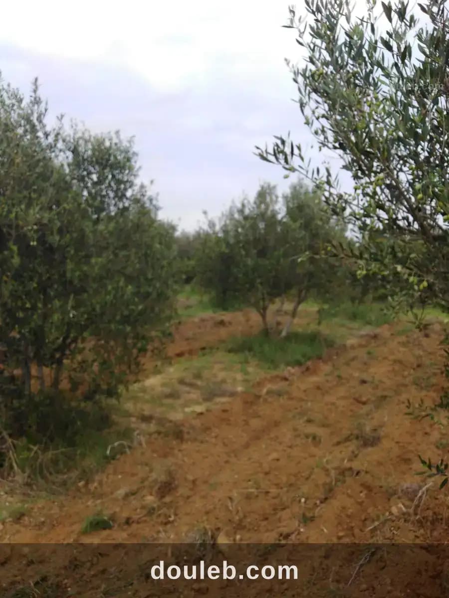 Opportnuinité investissement agricile - Photo 1