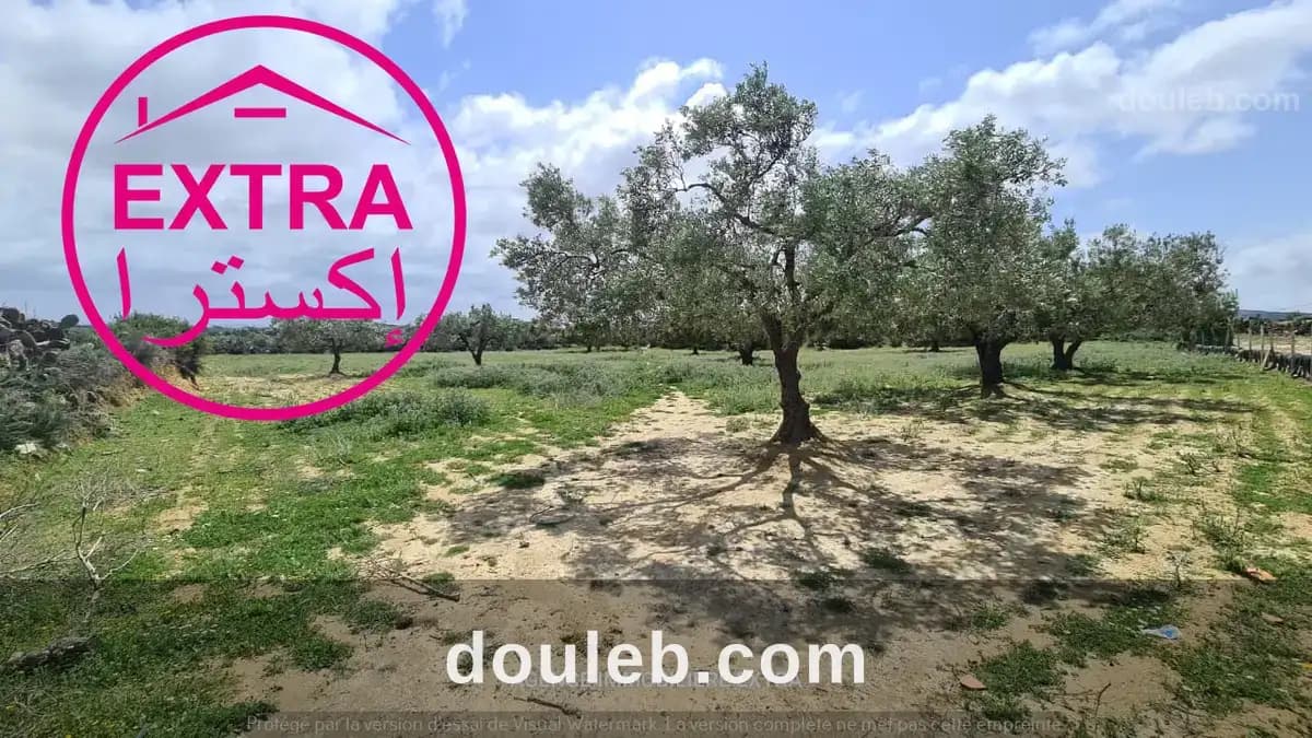 Campagne a nabeul - Miniature 2