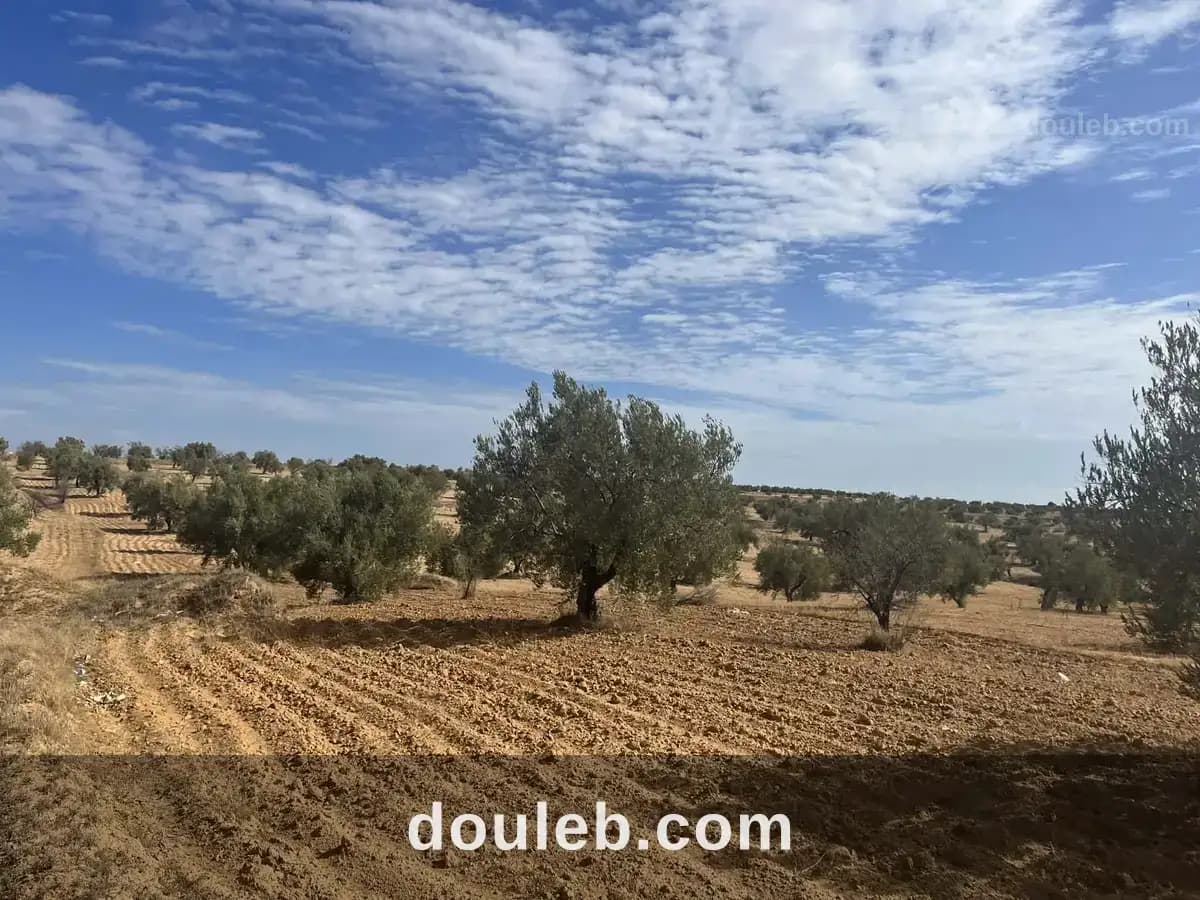 Terrain 2500 m avec 18 oliviers ouest monastir - Photo 1