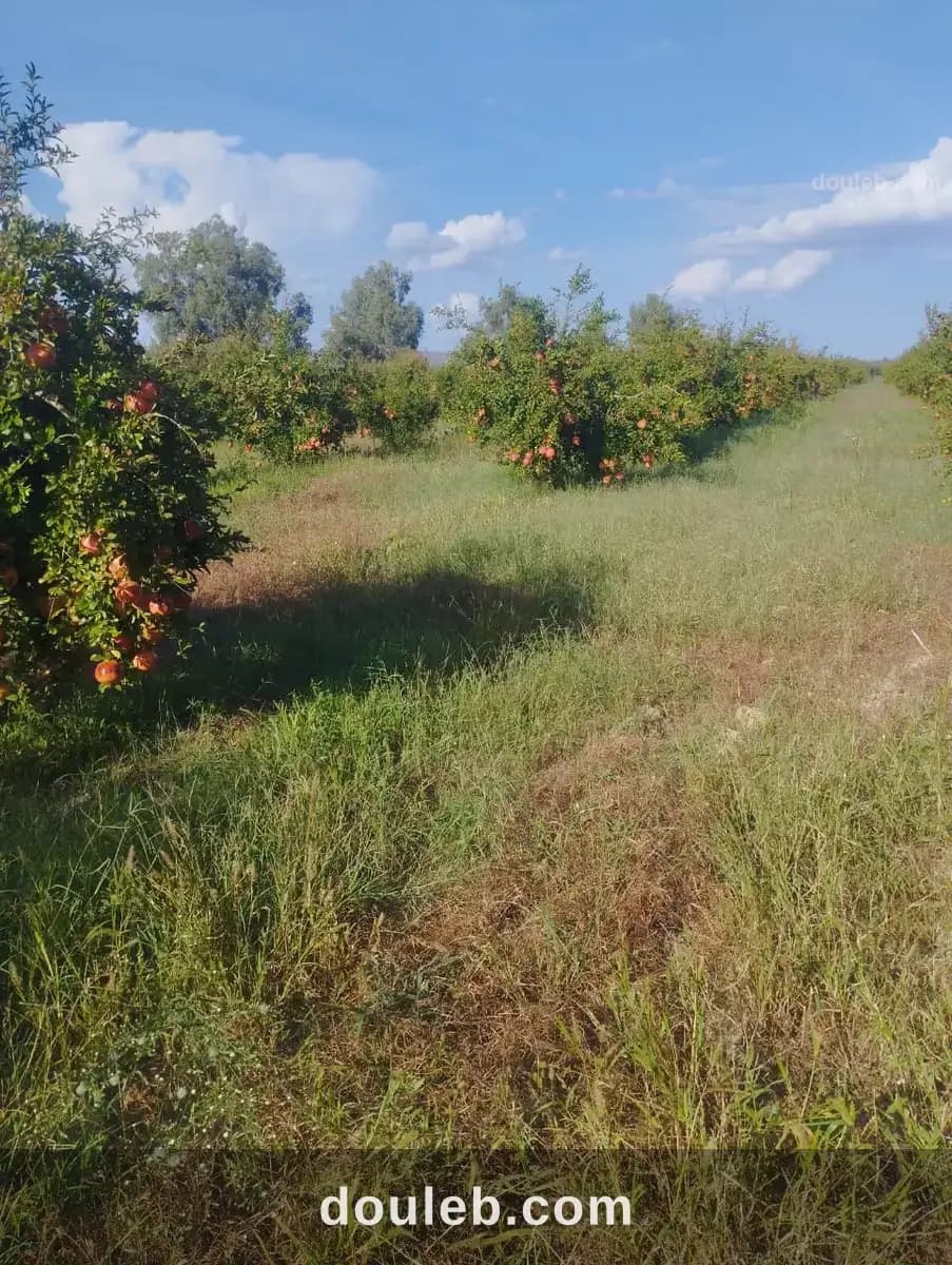 Terrain agricole - Photo 1